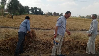 صورة الزراعة : تدوير  قش الارز وفر 2814 طن أسمدة عضويه و 310 طن أعلاف غير تقليدية