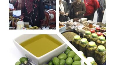 صورة المهرجان المصرى الثانى للزيتون يعرض لاول مرة ١١ سلاله مصريه جديده