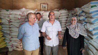 صورة الزراعة : توفير تقاوي القمح  المعتمدة لمحافظات الصعيد