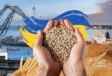 صورة اوكرانيا تعلن استعادة قدراتها فى تصدير الحبوب وتأمين احتياجات العالم