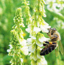 صورة وقاية النبات: رفع الوعي بدورالملقحات والترويج لزراعة نباتات العسل