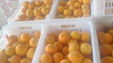 صورة محطات  الحجر الزراعي تستقبل شحنات البرتقال لبدء موسم تصدير الموالح( صور وفيديو)