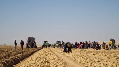 صورة “الزراعة” فحص أكثر من 26 ألف طن بطاطس مائدة وتقاوي مستوردة ضد  العفن البني