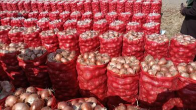 صورة الزراعة : انحفاض اسعار البصل إلى 15جنيه للكيلو