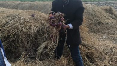 صورة  “الزراعة والداخلية” تواصلان التفتيش على مفارش البصل لدى التجار فى الدقهلية والفيوم