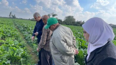 صورة الزراعة تتابع المحاصيل السكرية في المحافظات