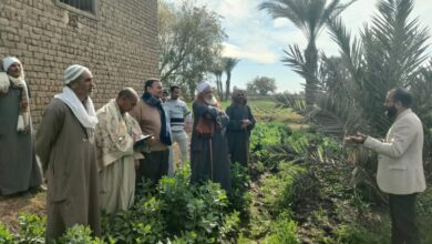 صورة المركزي للنخيل ينظم مدارس حقلية في مزارع التمور في المنيا