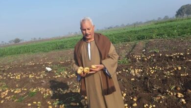 صورة  الفلاحين: رتفاع طن تقاوي البطاطس الى  100 الف جنيه