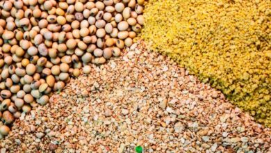 صورة الكسب ب19500والردة ب11300جنية للطن..  اسعار اعلاف الذرة والصويا في الاسواق