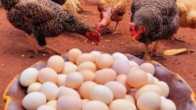 صورة الزراعة تكشف حقيقة  ذبح سلالات دواجن مصرية نادرة