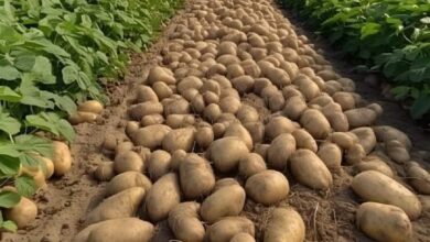 صورة “الزراعة” تكشف حقيقة العجز في تقاوى البطاطس