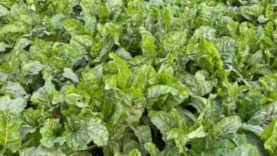 صورة الزراعة : زراعة 3،7 مليون فدان بمحصول القمح والبنجر