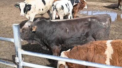 صورة نقيب الفلاحين: إرتفاع اسعار اللحوم الحيه.. وسعر البقره البلدي وصل ل100 الف جنيه