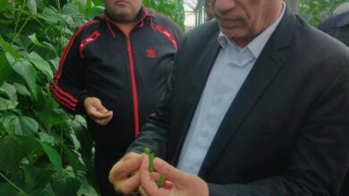 صورة رئيس محطات البحوث يتفقد برامج التربية للقمح و المحاصيل الاستراتيجية في محطة بحوث سخا(صور)