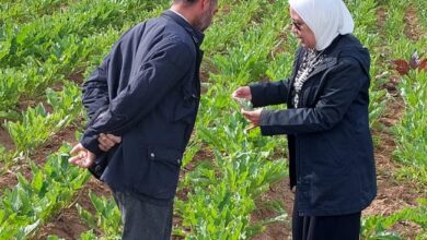صورة الزراعة: وقاية النباتات يكثف حملاته المرورية لتقديم الدعم الفني لحماية المحاصيل الشتوية