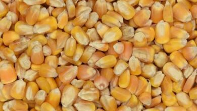 صورة اسعار الاعلاف اليوم الاثنين في الاسواق