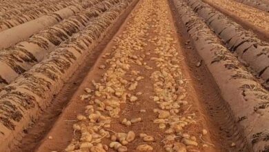 صورة “الزراعة” تعلن فتح الأسواق البرازيلية أمام البطاطس المصرية