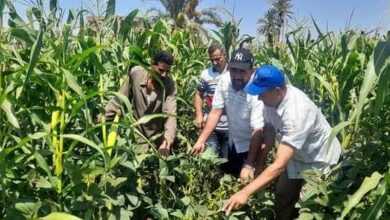 صورة الفلاحين ترحب بتوجيهات رئيس مجلس الوزراء لزيادة زراعات الذرة وفول الصويا