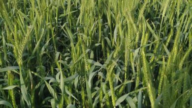 صورة مجلس الوزراء يحدد ۲۰۰۰ جنيه سعر توريد أردب القمح للموسم  الجديد