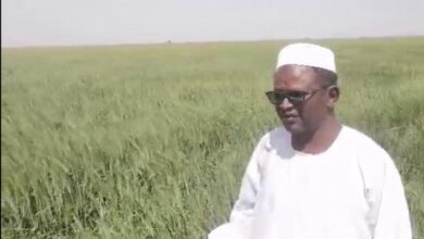 صورة الدخيرى : مشروع الجزيرة بذرة أمل للأمن الغذائي في السودان
