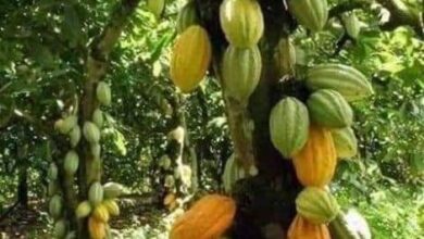 صورة “نقيب الفلاحين “يكشف عن المناطق التي تصلح لزراعة الكاكاو في مصر