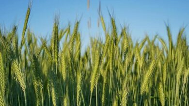 صورة الزراعة : توزيع 65% من حصص الاسمدة.. ومساحات القمح تخطت 3،2مليون فدان