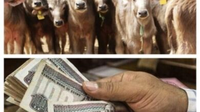 صورة ” الزراعة” توافق على صرف 307 مليون جنيه تمويلا جديداً للمشروع القومى للبتلو