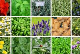 صورة “الزراعة” تقدم توصيات فنية لمزارعي النباتات الطبية والعطرية للتعامل مع الموجة الحارة