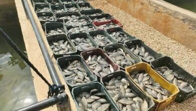 صورة الثروة السمكية : قرار وقف الصيد في البحار والبحيرات سبب ارتفاع الاسعار