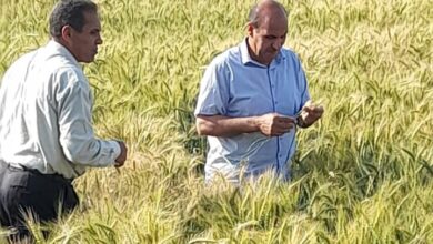 صورة الزراعة” تتابع حقول تقاوى المحاصيل الاستراتيجية خلال إجازة عيد الفطر