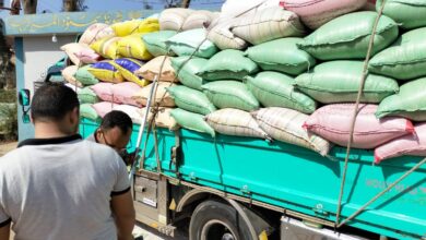 صورة “البنك الزراعي المصري “يبدأ استلام محصول القمح من المزارعين في 190 موقع على مستوى الجمهورية