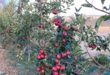 صورة نقيب الفلاحين يكشف أسباب ارتفاع أسعار التفاح في مصر