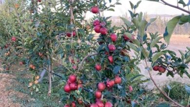 صورة نقيب الفلاحين يكشف أسباب ارتفاع أسعار التفاح في مصر