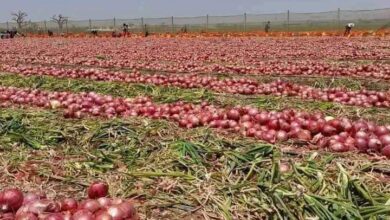 صورة نقيب الفلاحين  يكشف اسباب انخفاض اسعار البصل
