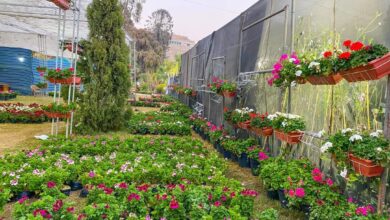صورة غدا.. افتتاح معرض زهور الربيع بالمتحف الزراعي للجمهور