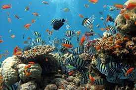 صورة د.أماني أسماعيل تكتب: التنوع البيولوجي والثروة السمكية