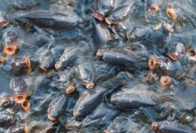 صورة د.دولت علي حسنين تكتب: انخفاض الأكسجين الذائب في المزارع السمكية المشكلة والحلول