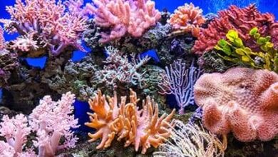 صورة د.أماني اسماعيل تكتب: الشعاب المرجانية فى مصر وعلاقتها بالثروة السمكية