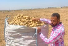 صورة  مشروع مكافحة العفن البنى في البطاطس يواصل فحص عينات التصدير خلال اجازة شم النسيم