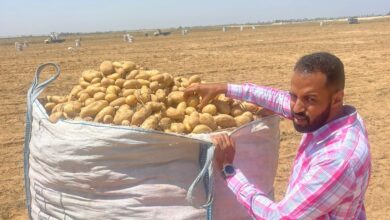صورة  مشروع مكافحة العفن البنى في البطاطس يواصل فحص عينات التصدير خلال اجازة شم النسيم