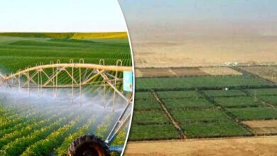 صورة ” صناعة الحبوب” تكشف النتائج المتوقعة من دخول 2 مليون فدان من الأراضي الزراعية الخدمة العام المقبل
