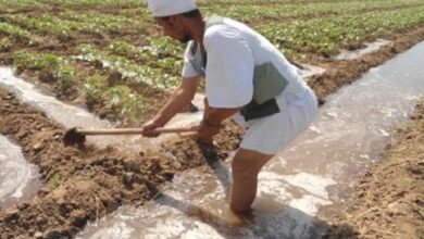 صورة نصائح عاجلة لمزارعي القطن للتعامل مع الموجة الحارة
