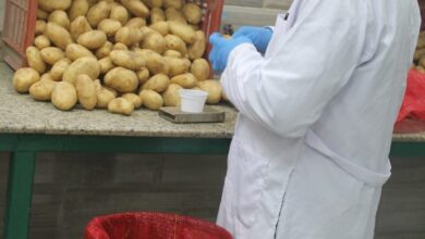 صورة “الزراعة” تستعرض  تقريرا حول انجازات مشروع حصر ومكافحة العفن البني