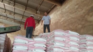 صورة الزراعة: المرور  على محطات الغربلة لتجهيز التقاوي للمحاصيل الشتوية