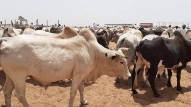 صورة التموين : لاقيود على  استيراد اللحوم من السودان وجيبوتى