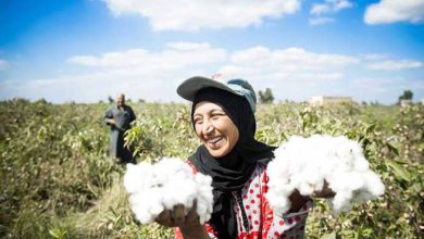 صورة بحوث القطن : تصدير اقطان ب 32 مليون دولار