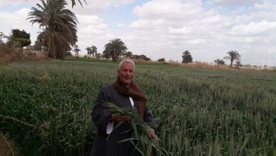 صورة نقيب الفلاحين: يكشف حقيقة  انتشار الذئاب البريه والثعالب  بمحافظة الوادي الجديد