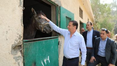 صورة وزير الزراعة ومحافظ القاهرة يتفقدان محطة الزهراء للخيول العربية الأصيلة