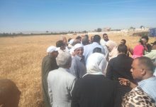 صورة محافظ السويس يفتتح موسم حصاد القمح من قرية الشلوفة