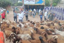 صورة “الخدمات البيطرية” تكثف جهودها الميدانية لدعم صحة الحيوان والتوعية المجتمعية في جميع المحافظات